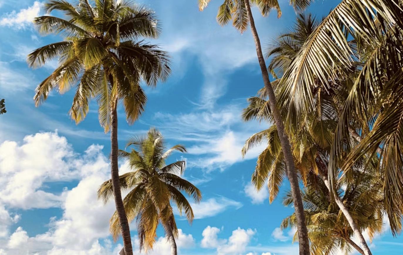 Palm trees swaying over a sunny sandy beach at Tarkwa Bay